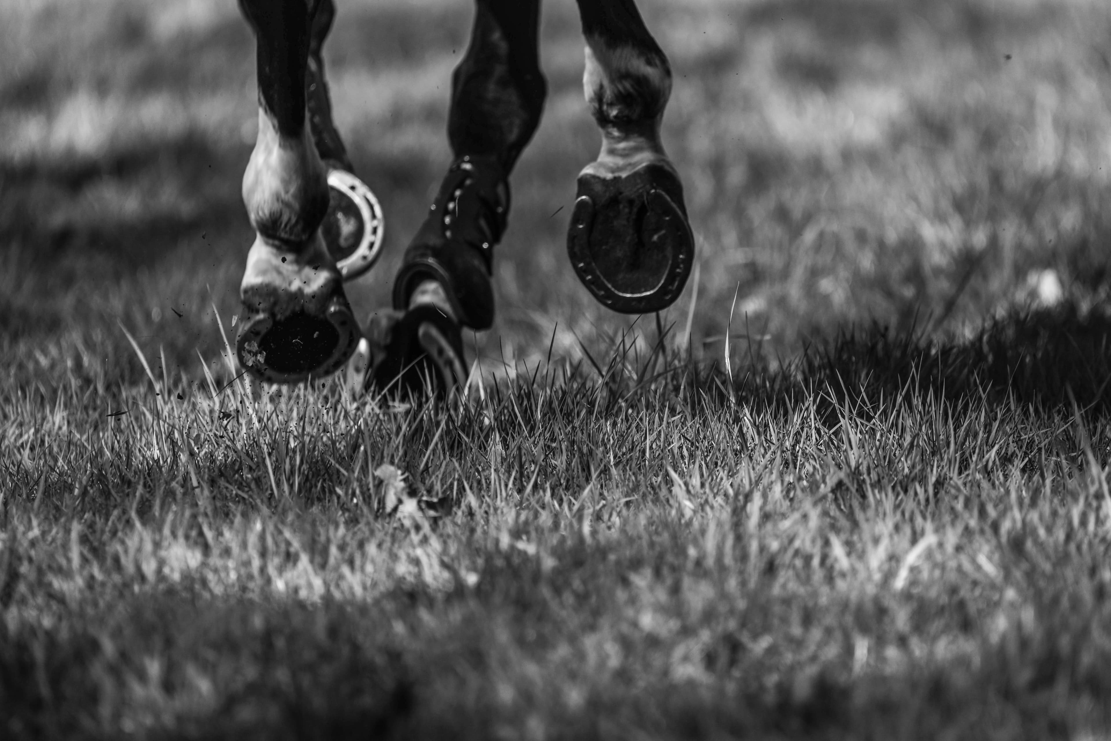 Paardensport