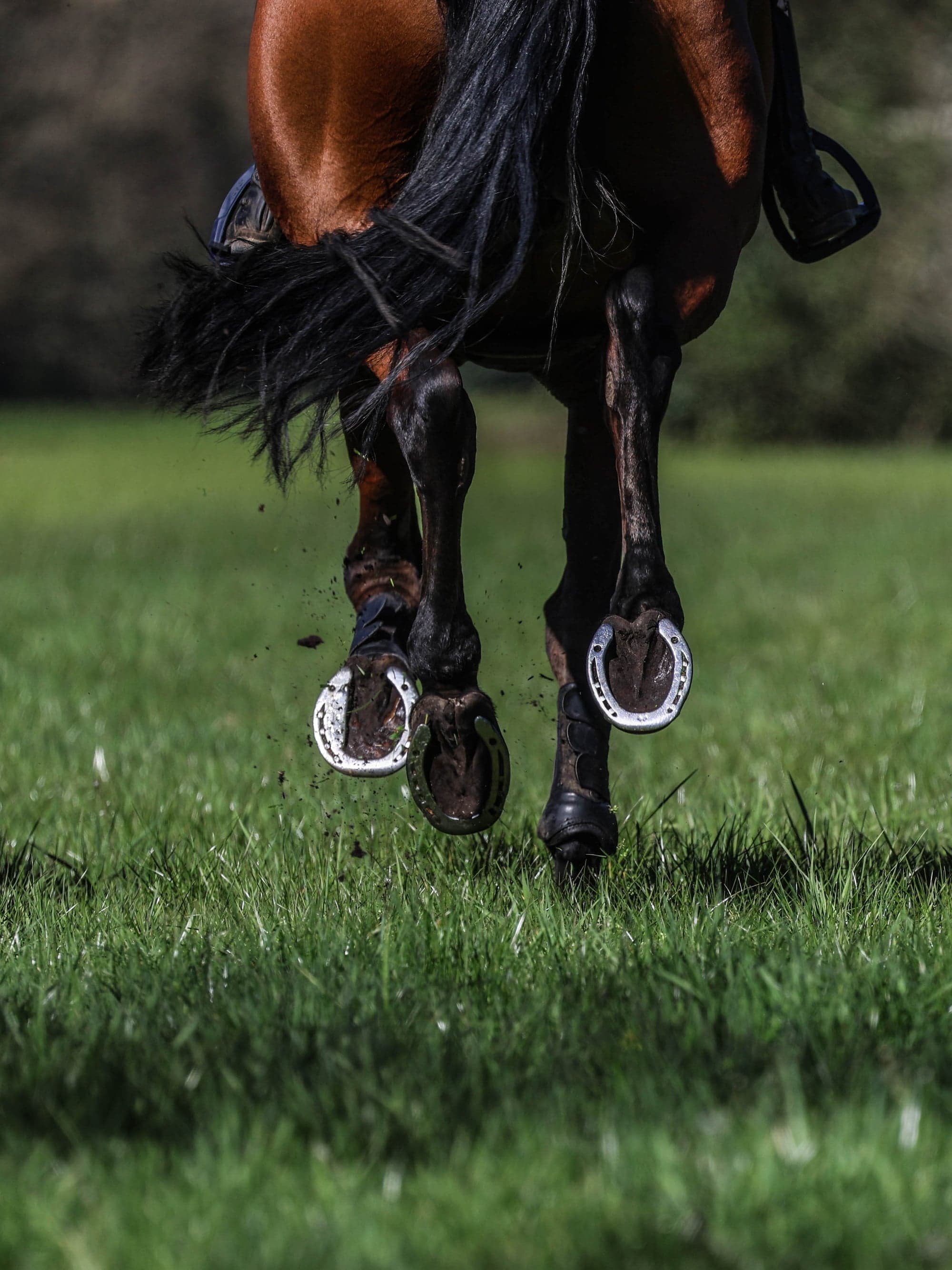 Equestrian Sport